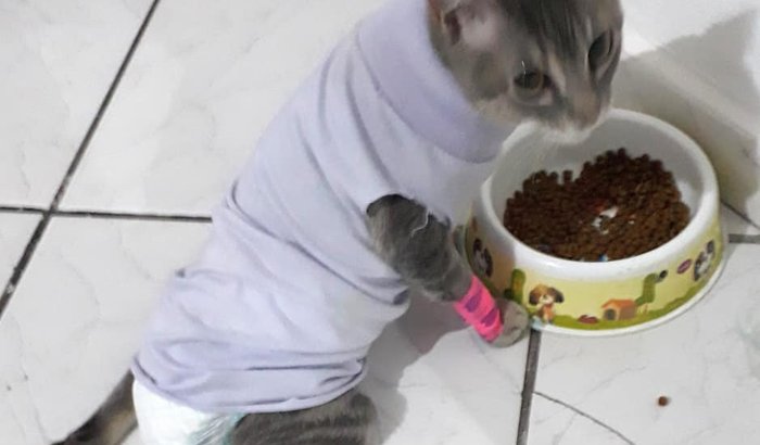 Cirurgia da Gatinha Vitória