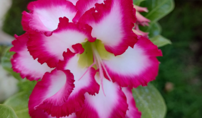 Minha estufa RD🌸🪷