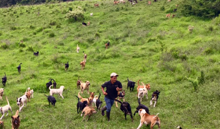 Ajude a alimentar cães abandonados da zona rural.