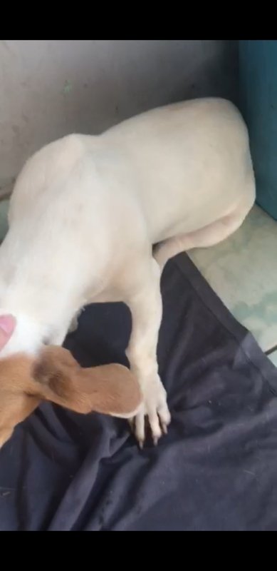 Cachorra atropelado 
