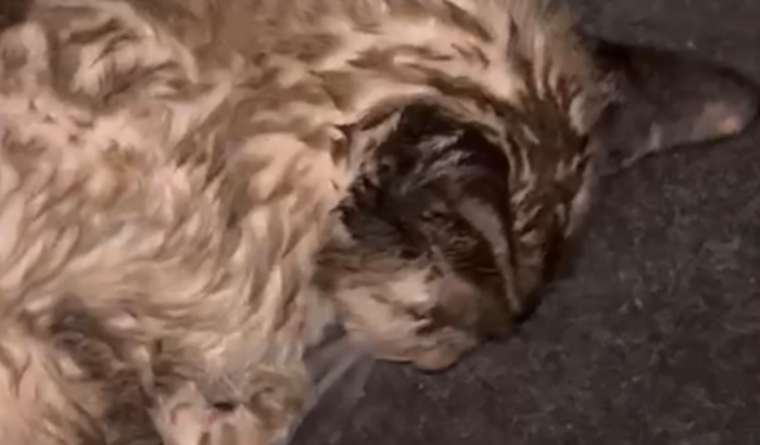 Ajuda para uma gatinha