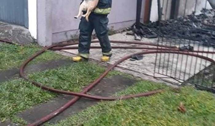 Ajuda para protetora Neuza e seus animais