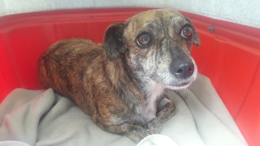 imagem da vaquinha Cirurgia de emergência