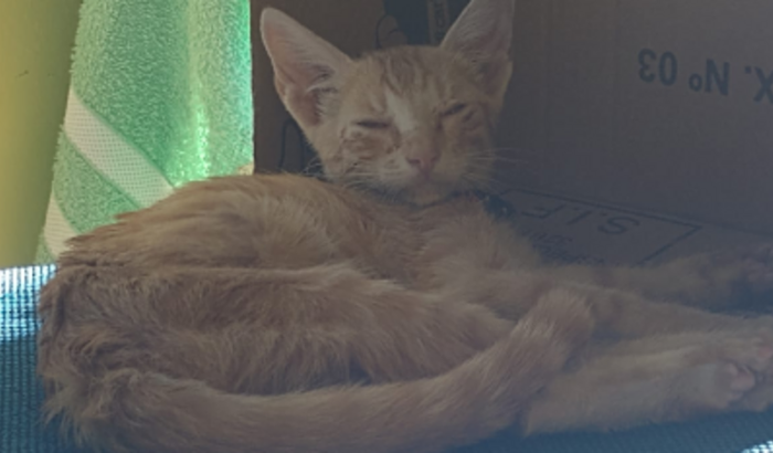 Ajuda para tratamento da minha gata chamada Mel