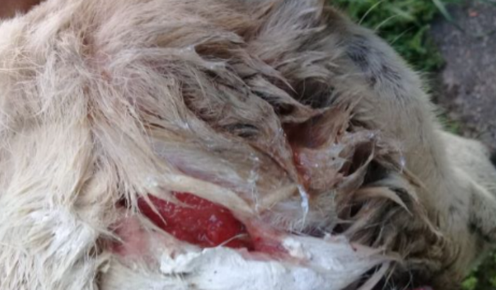 Ajudem a salvar o Bugre, esse pobre cachorro sofredor. Se encontra morando na rua.