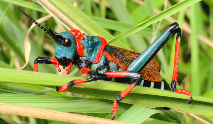 Processo de Abertura da ONG Gafanhotos do Mercado