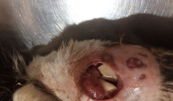 URGENTE! FRATURA EXPOSTA EM DUAS PATAS NECROSANDO!