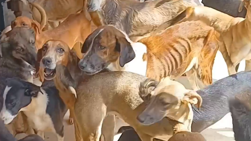 imagem da vaquinha Ajudem o abrigo da Leila