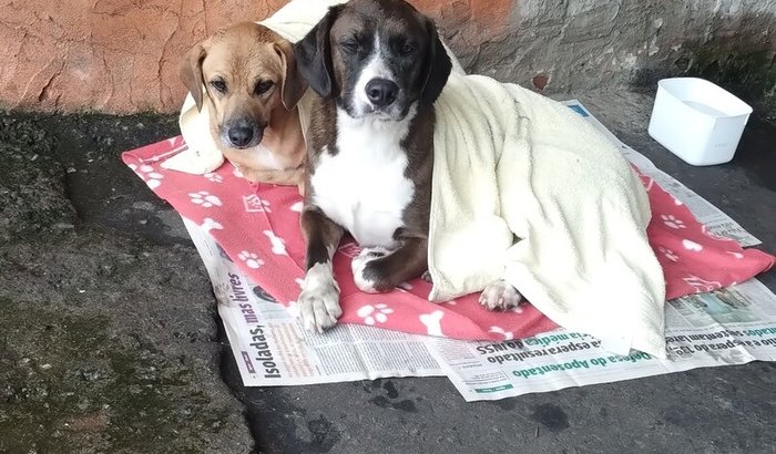 Ajude com ração e veterinário! 