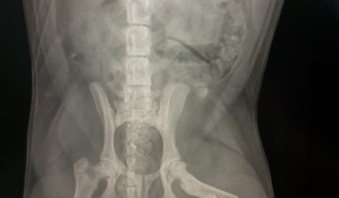  Cirurgia da Zara  🐶🐶🐶