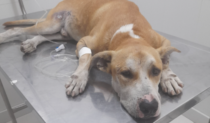 Resgate do cão Dinho