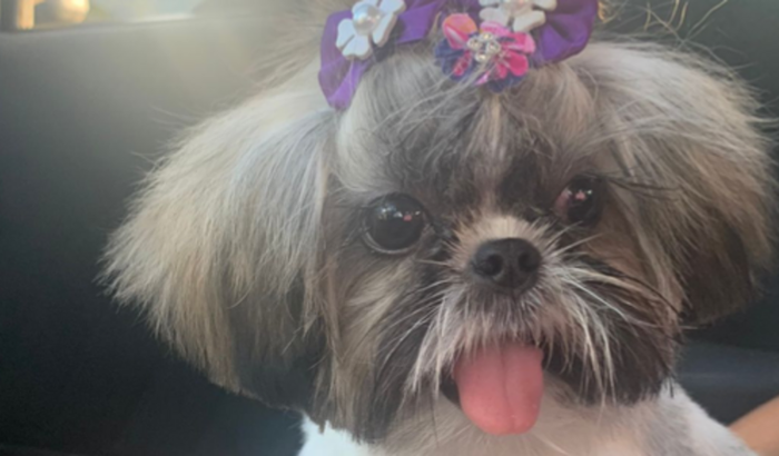 Ajuda para Zoe 