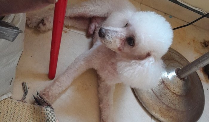 Ajuda meu cachorrinho pf