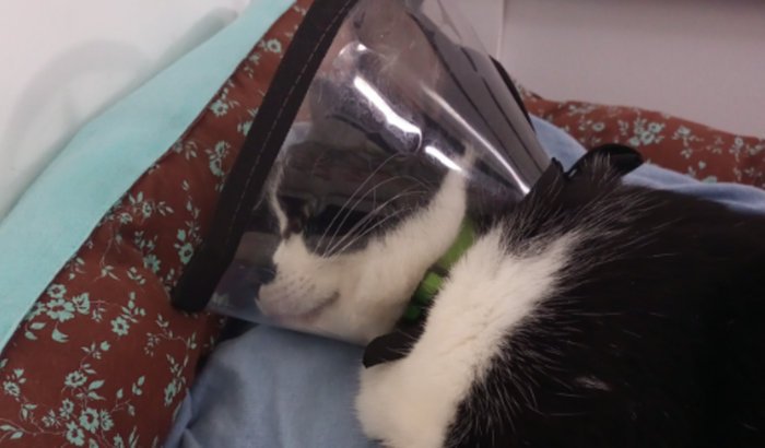 Internação do Banza