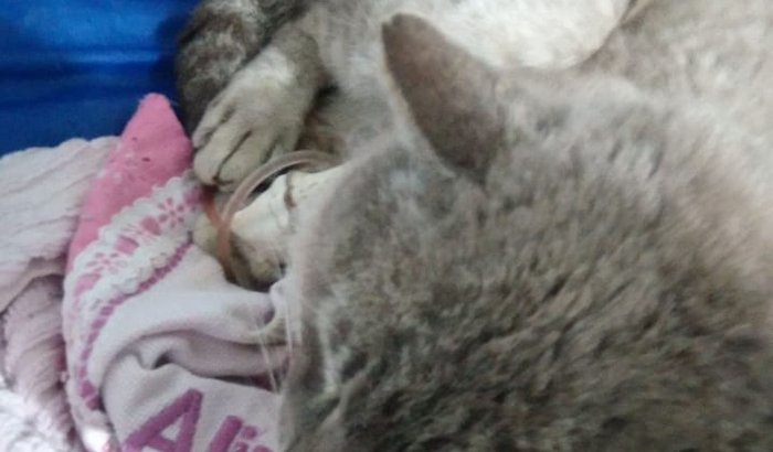 Cirurgia do Gatão! 