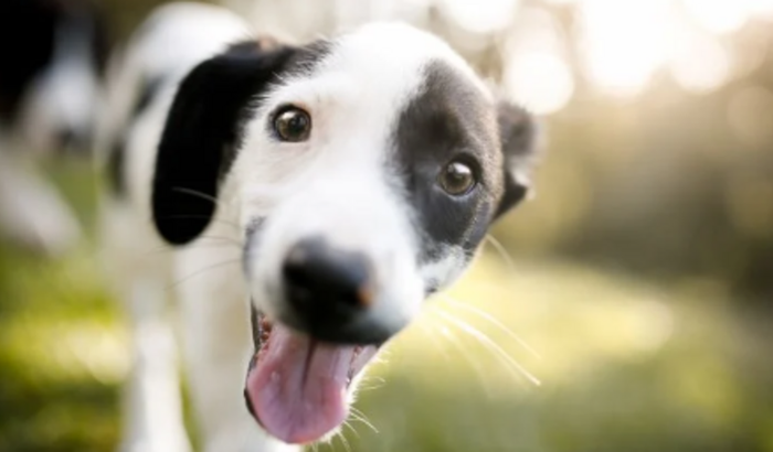 Doações para Instituições de Animais