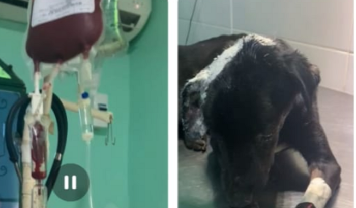 Ajudar um cão abandonado