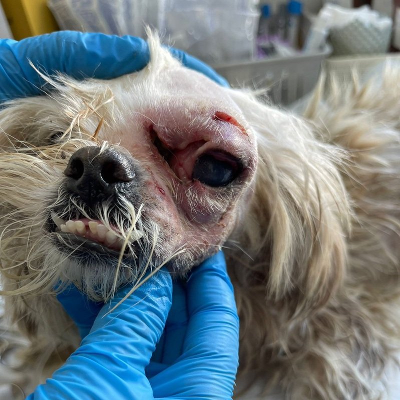 imagem da vaquinha Nos ajude a salvar a Jolie