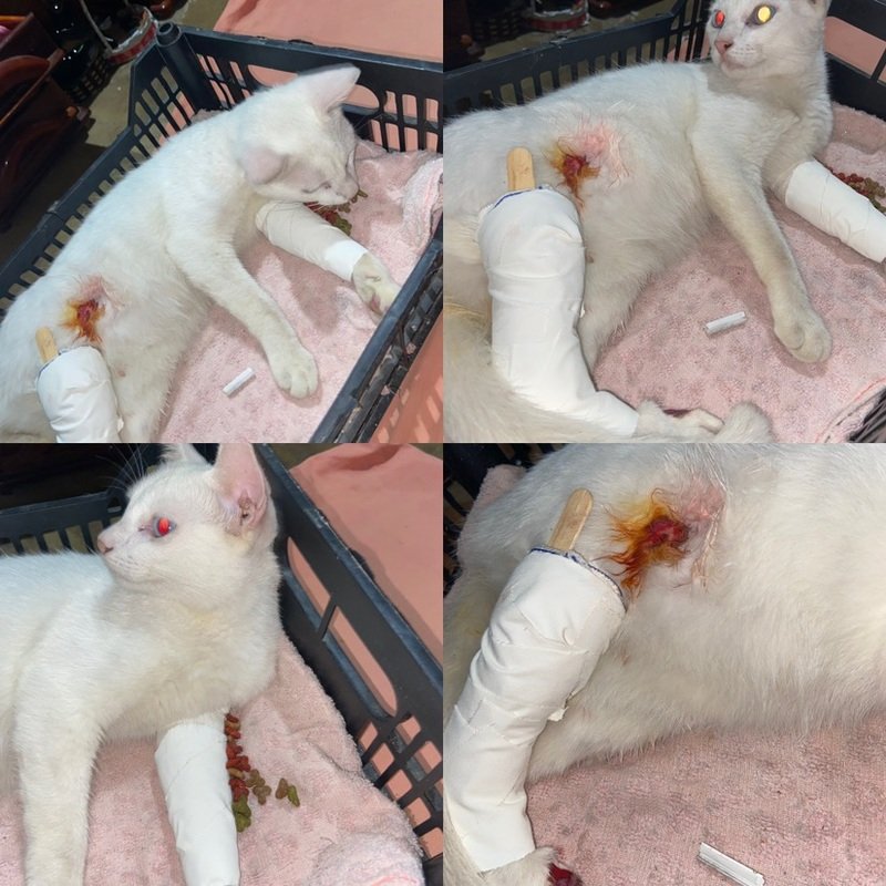 imagem da vaquinha Ajuda para cirurgia do Luffy