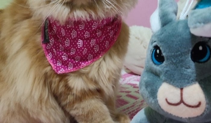 Castração de gata persa