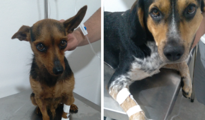 Tratamento do Chico e Bento