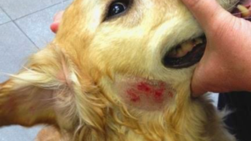 Minha cachorra Amora está com arlegia devido a dermatite e preciso de ajuda para ajudar a pagar o tratamento dela
