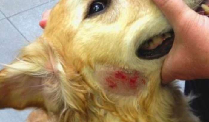 Minha cachorra Amora está com arlegia devido a dermatite e preciso de ajuda para ajudar a pagar o tratamento dela