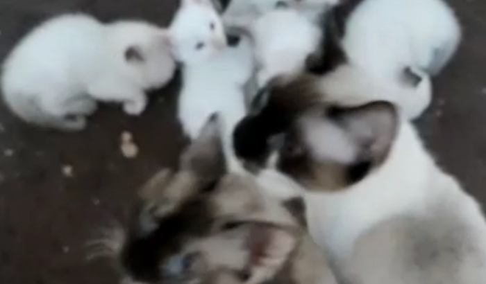 SOS gatinhos 