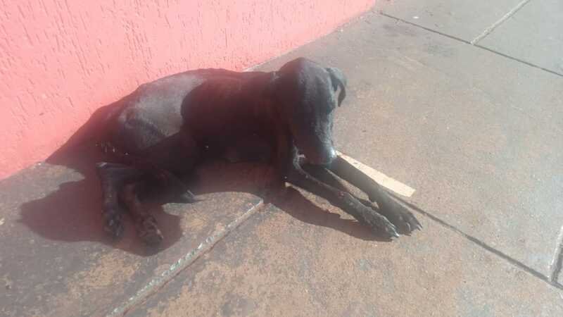 Cachorra debilitada 