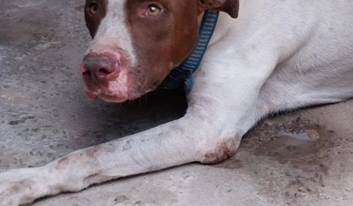 SOS PIMPÃO 🐶