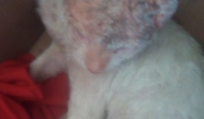 Você ama os animais? Então ajude a salvar essa vida