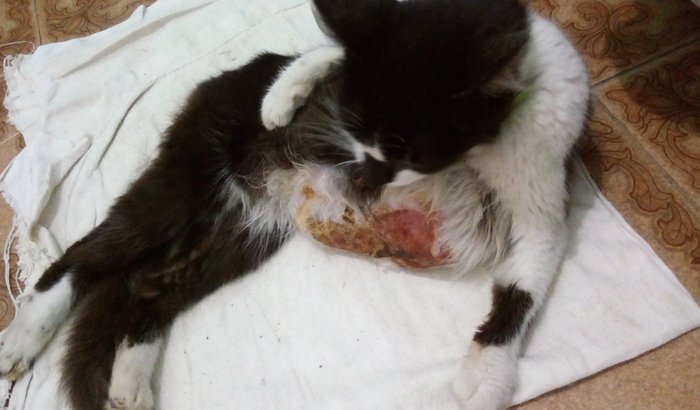 Remedio para hiperplasia mamaria felina - Mel precisa de ajuda