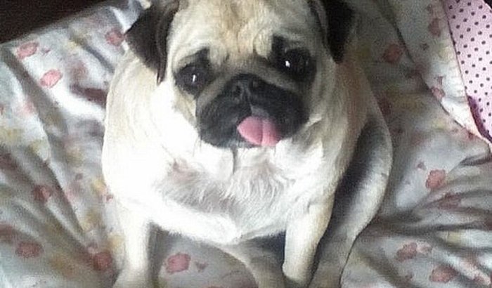 Tratamento da Jade, abandonada para ser sacrificada!