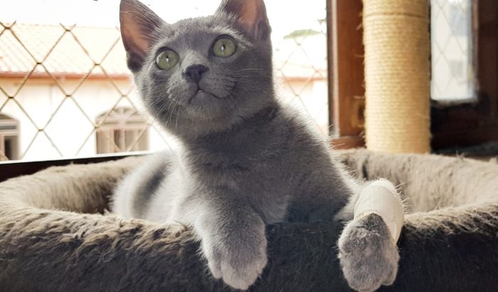 Ajude na amputação do Nachos | Gato é Vida
