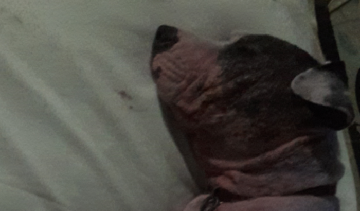 Todos em prol do huck