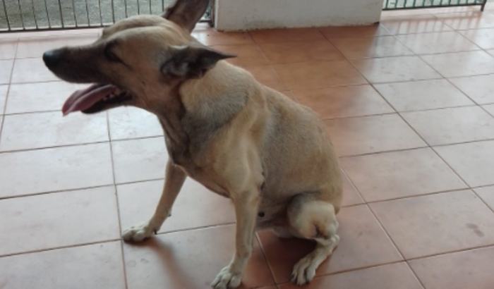 Ajuda para Transportar meu cachorro de Fortaleza para Curitiba 