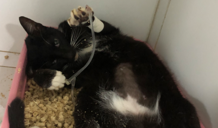 Ajuda para os gastos médicos do Menino Paulo