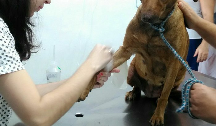 Quimioterapia da Angelissia 