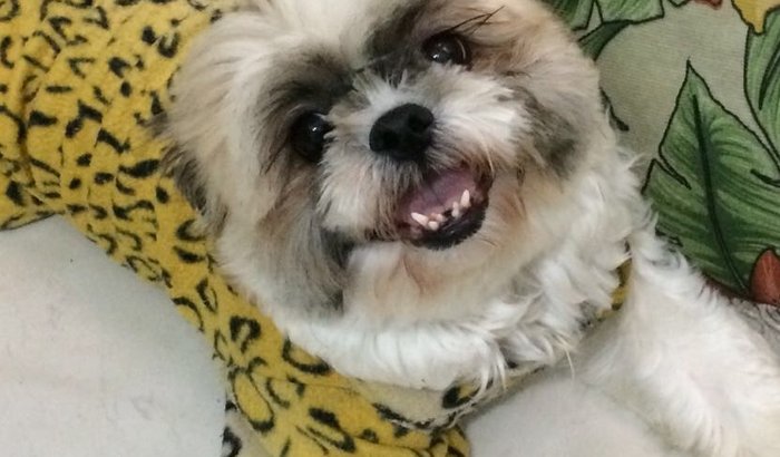 Ajude a Estrelinha a se curar do linfoma