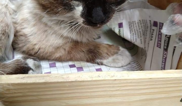 Ajudando o gatinho