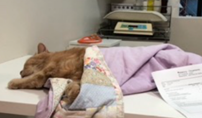 Ajuda para pagar tratamento renal Toulouse