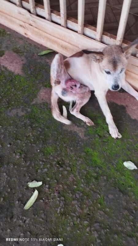 Cachorro com TVT 