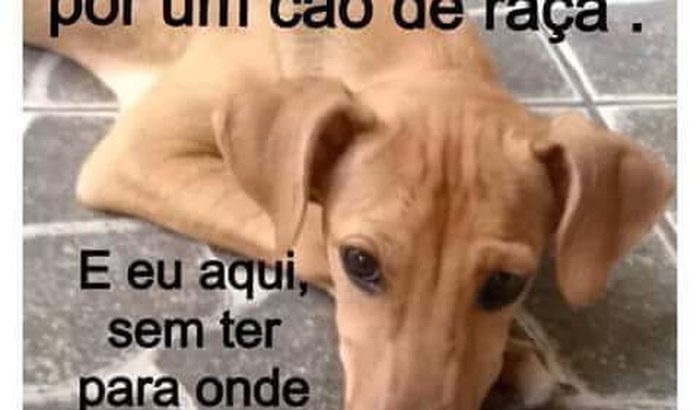 TODO AMIGO MERECE UM ABRIGO