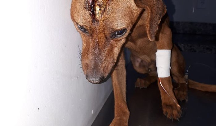 Animais de Gyn precisam da sua ajuda