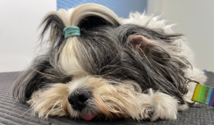 Ajuda para Cirurgia da Milly