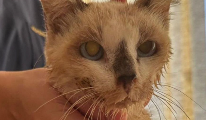 Custo com resgates de animais Lucélia/Adamantina