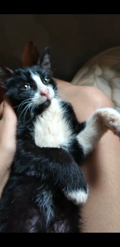 Gato precisa de atendimento urgente 
