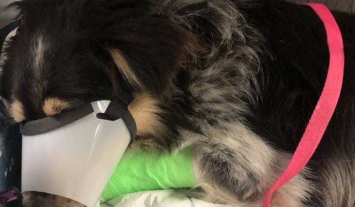 Perobá precisa de cuidados