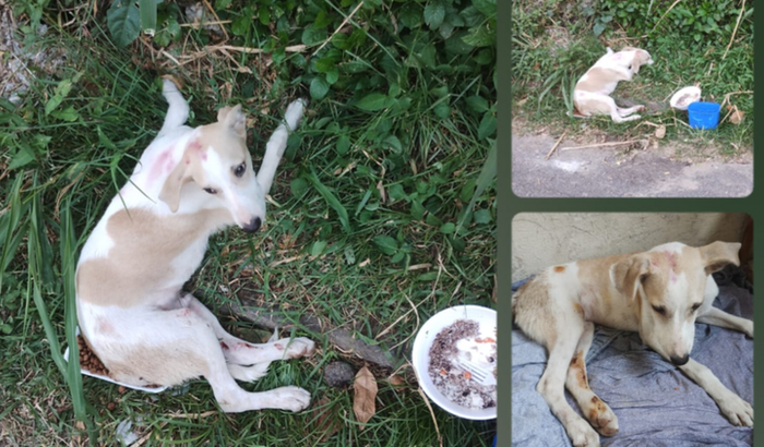 Ajuda ao cachorrinho SPIKE 
