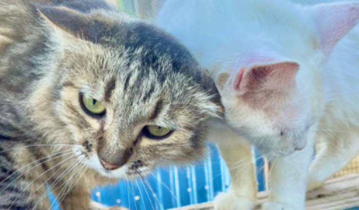 REFORMA EMERGENCIAL ONG AMANIMAL